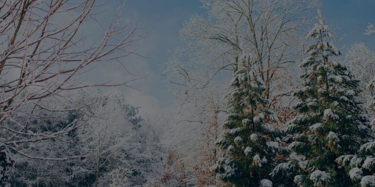 Tree With Snow, Winter Scene